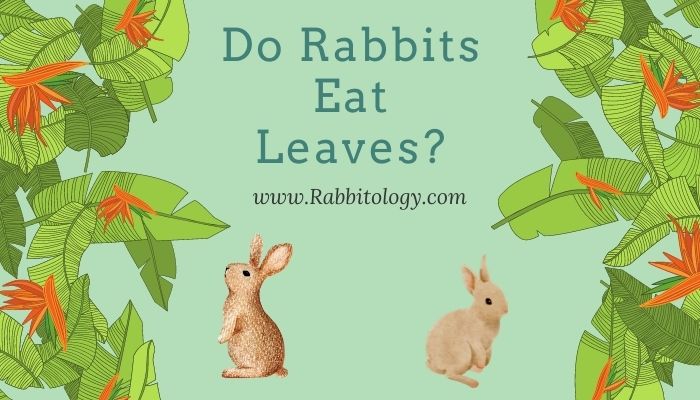 Do Rabbits Eat Leaves