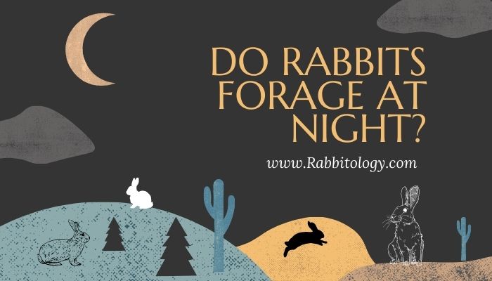Do Rabbits Forage at Night