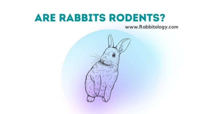 are rabbits rodents