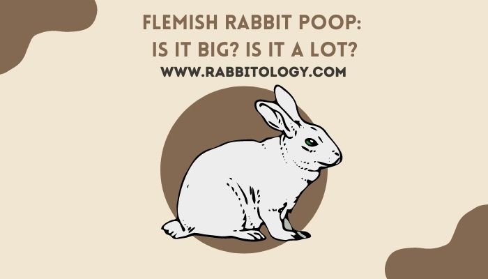 Flemish rabbit poop