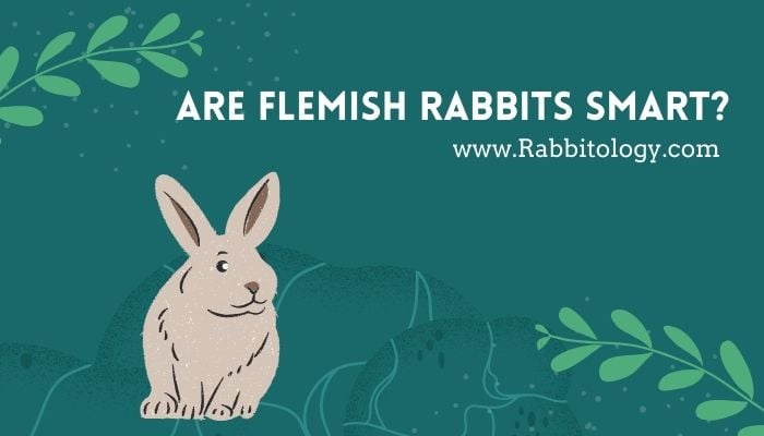 are flemish rabbits smart