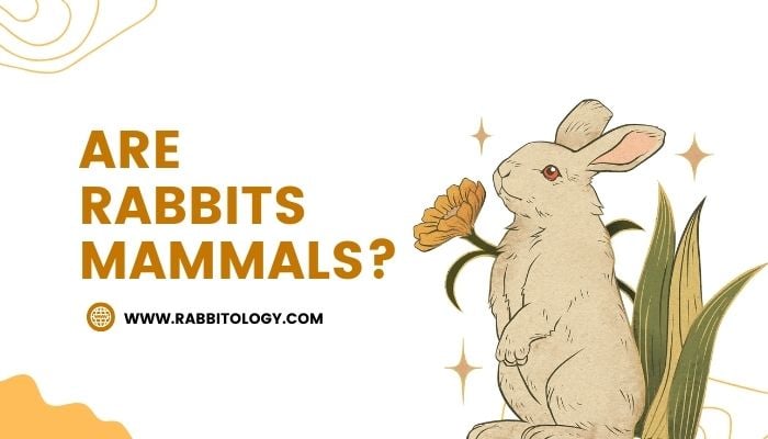 are-rabbits-mammals