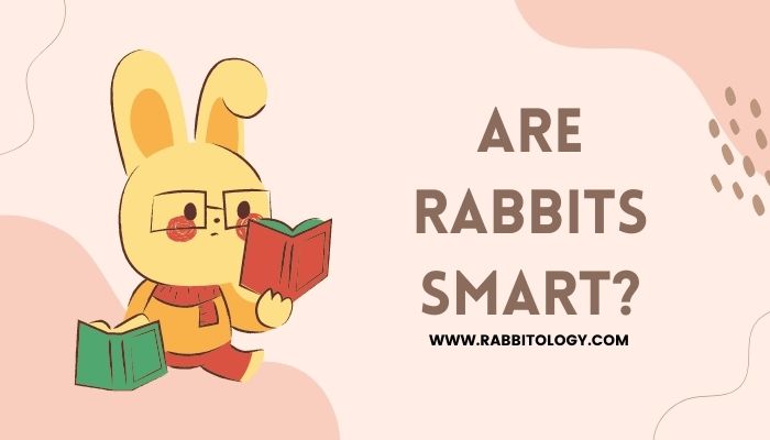 are-rabbits-smart