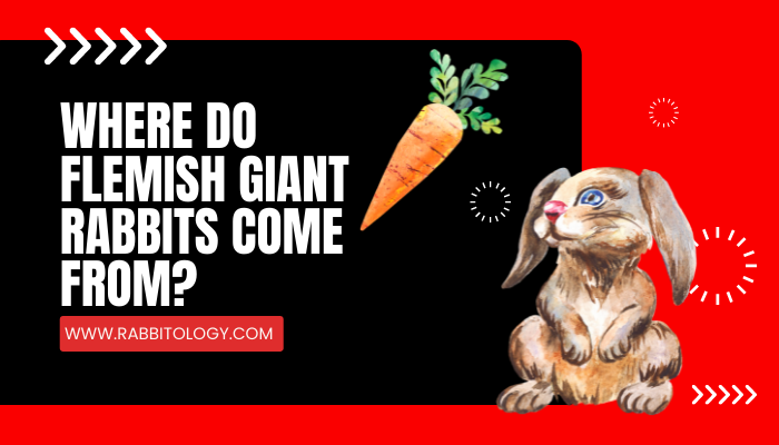 where do flemish giant rabbits come from