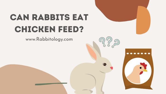 Can Rabbits Eat Chicken Feed