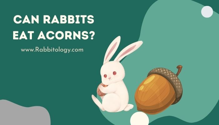 can rabbits eat acorns