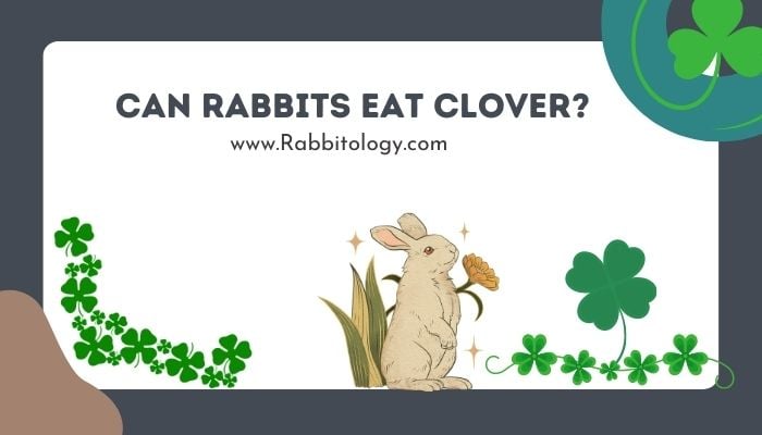 can rabbits eat clover