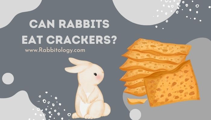 can rabbits eat crackers