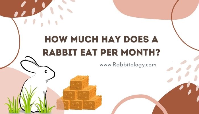 how much hay does a rabbit eat per month