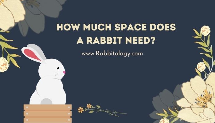 how much space does a rabbit need