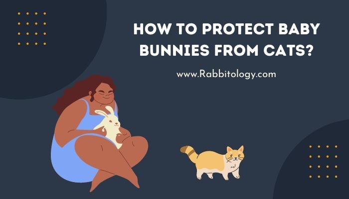 how to protect baby bunnies from cats