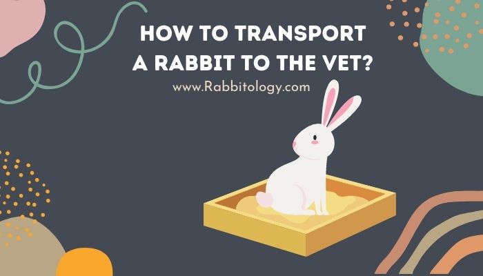 how to transport a rabbit to the vet