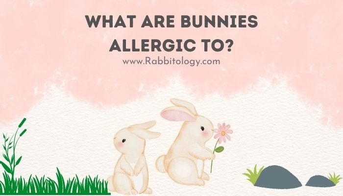 what are bunnies allergic to