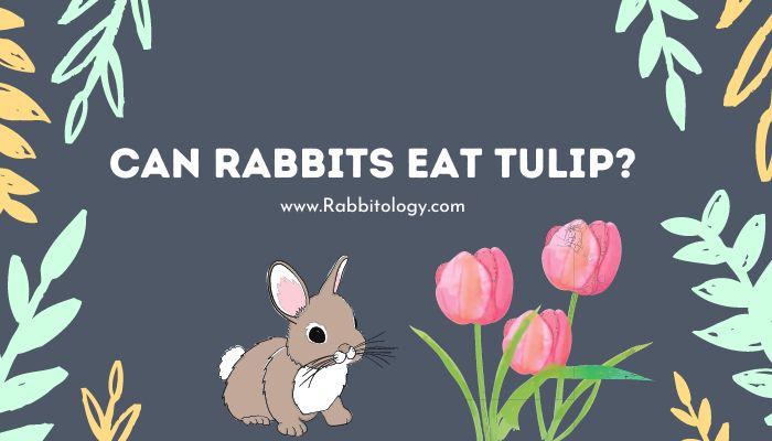 Can Rabbits Eat Tulip