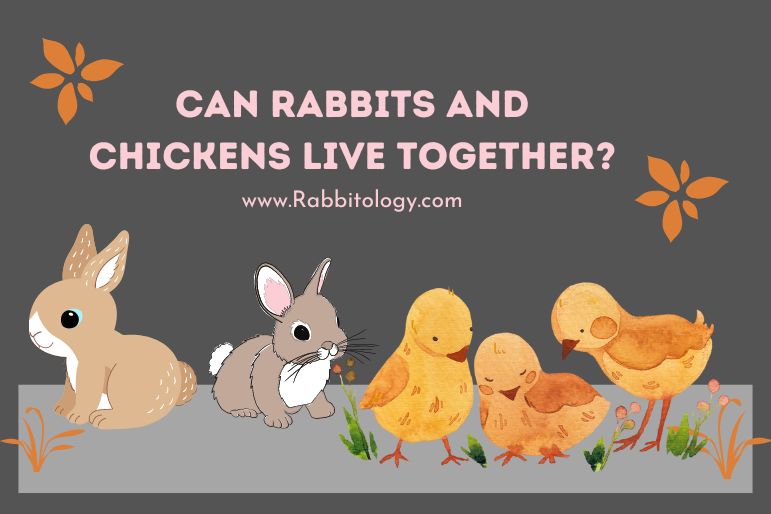 can rabbits and chickens live together
