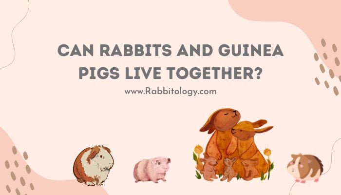 can rabbits and guinea pigs live together