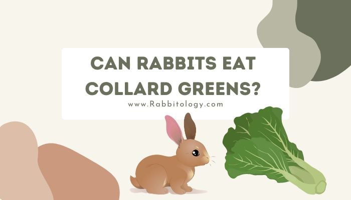 can rabbits eat collard greens