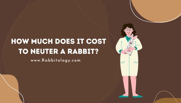 how much does it cost to neuter a rabbit