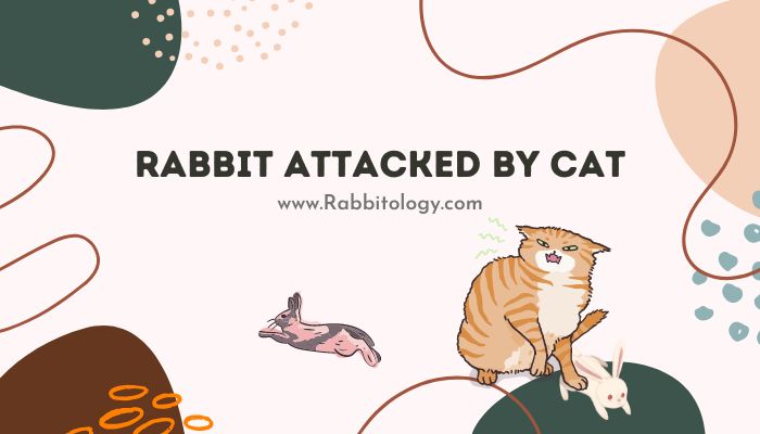 rabbit attacked by cat