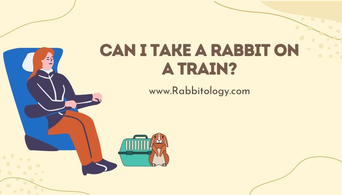Can I Take a Rabbit on a Train