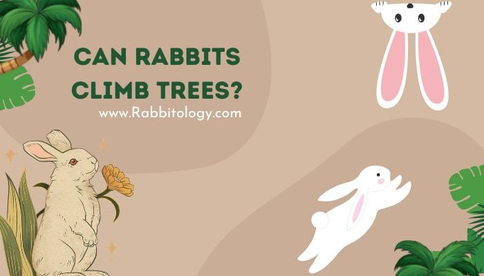 Can Rabbits Climb Trees