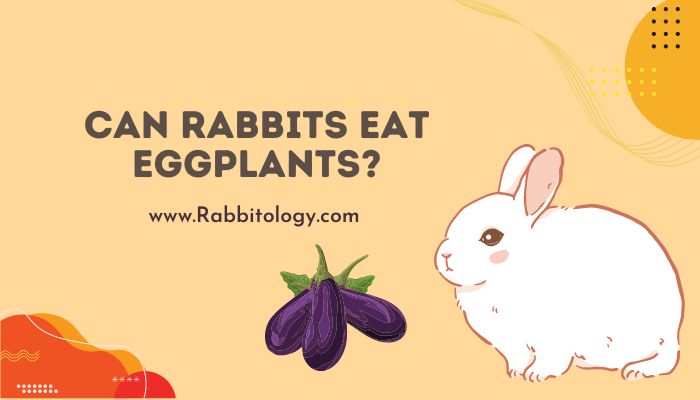 Can Rabbits Eat Eggplant