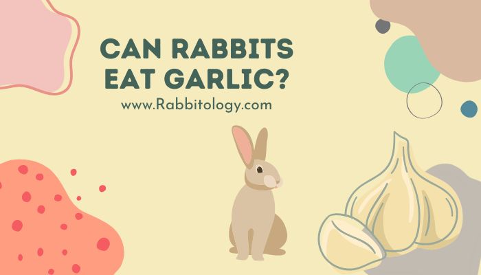 Can Rabbits Eat Garlic