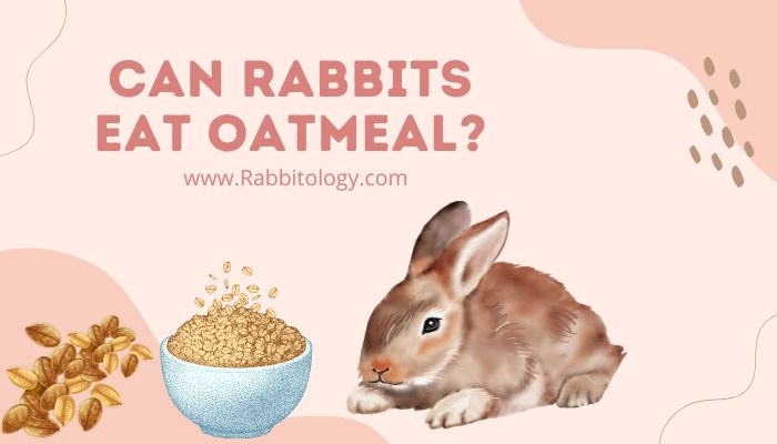 Can Rabbits Eat Oatmeal