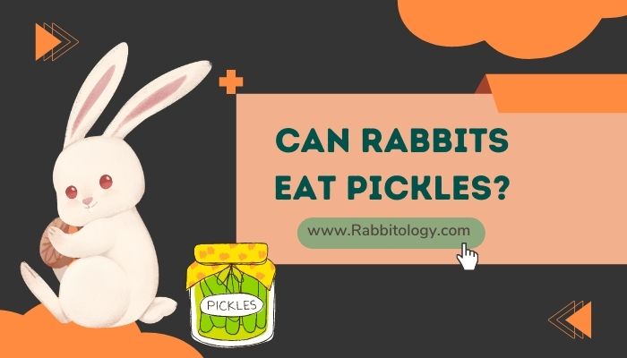 Can Rabbits Eat Pickles