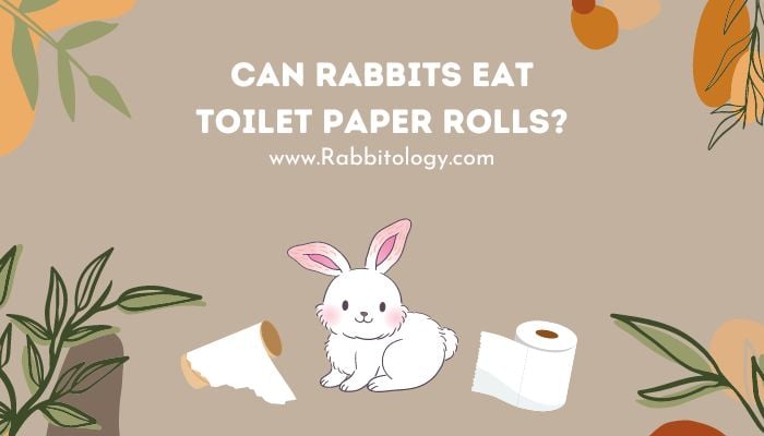 Can Rabbits Eat Toilet Paper Rolls