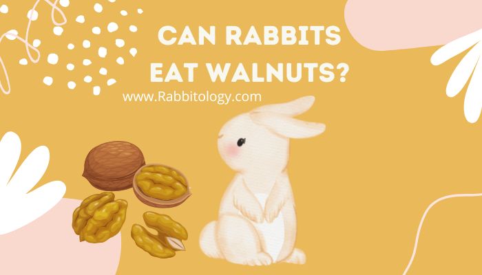 Can Rabbits Eat Walnuts