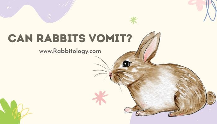 Can Rabbits Vomit