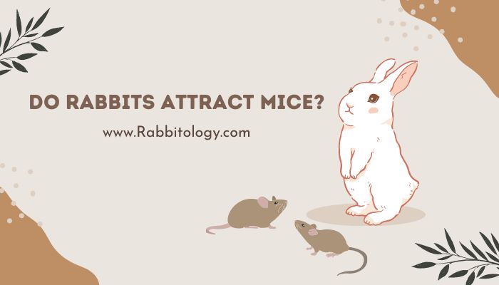 Do Rabbits Attract Mice