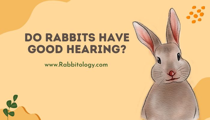 Do Rabbits Have Good Hearing