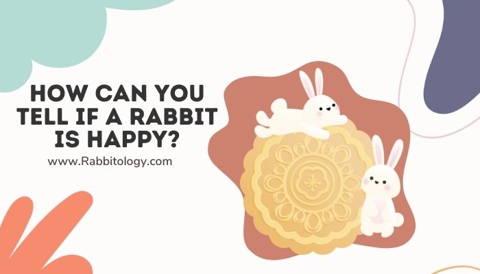 How Can You Tell if a Rabbit is Happy
