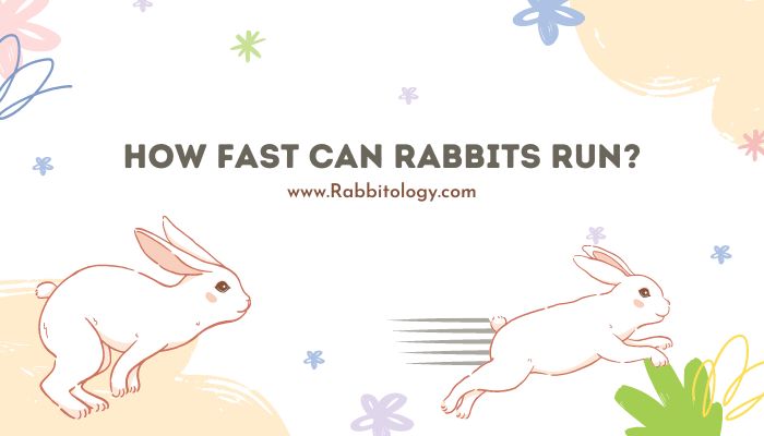 How Fast Can Rabbits Run