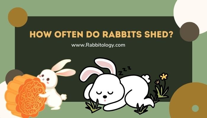 How Often Do Rabbits Shed
