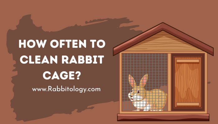 How Often to Clean Rabbit Cage