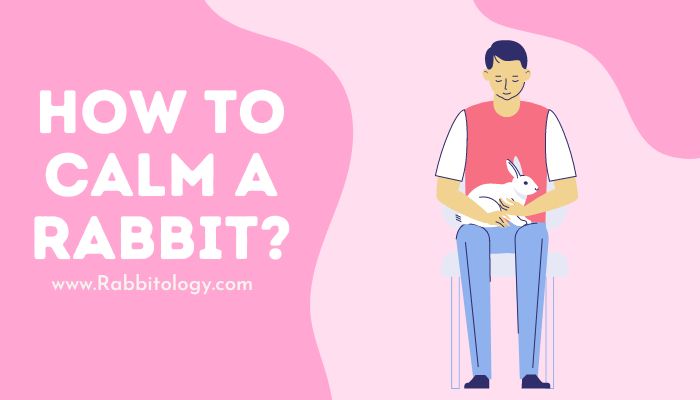 How to Calm a Rabbit