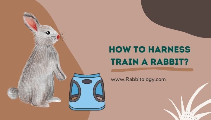 How to Harness Train a Rabbit