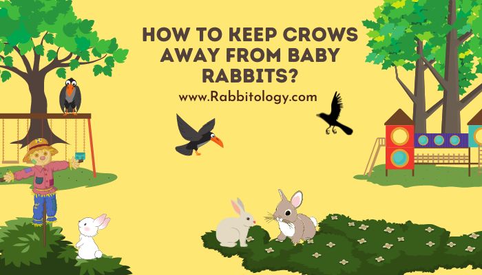 How to Keep Crows Away From Baby Rabbits