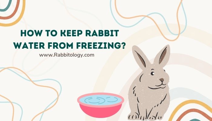 How to Keep Rabbit Water From Freezing