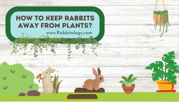 How to Keep Rabbits Away From Plants