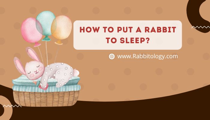 How to Put a Rabbit to Sleep