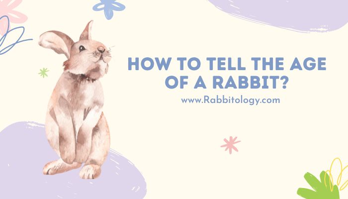 How to Tell the Age of a Rabbit