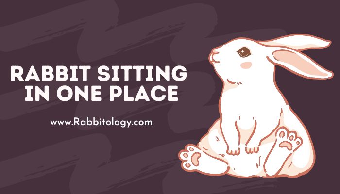 Rabbit Sitting in One Place