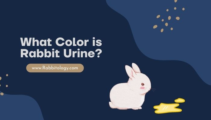 What Color is Rabbit Urine