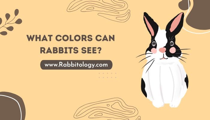What Colors Can Rabbits See