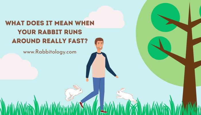 What Does It Mean When Your Rabbit Runs Around Really Fast