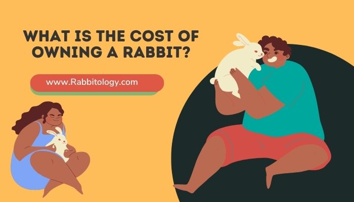 What is the Cost of Owning a Rabbit